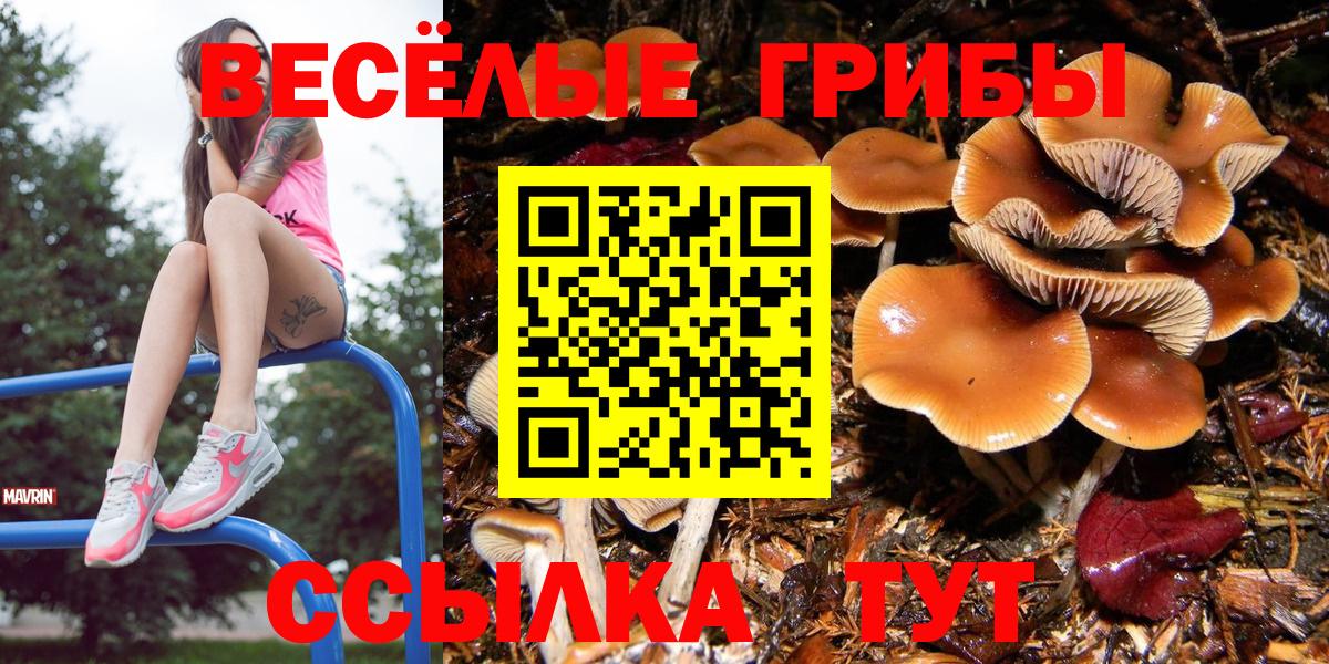 Псилоцибиновые грибы ЛСД  хочу   Фрязино  Вход с VPN  Псилоцибиновые грибы Psilocybe 