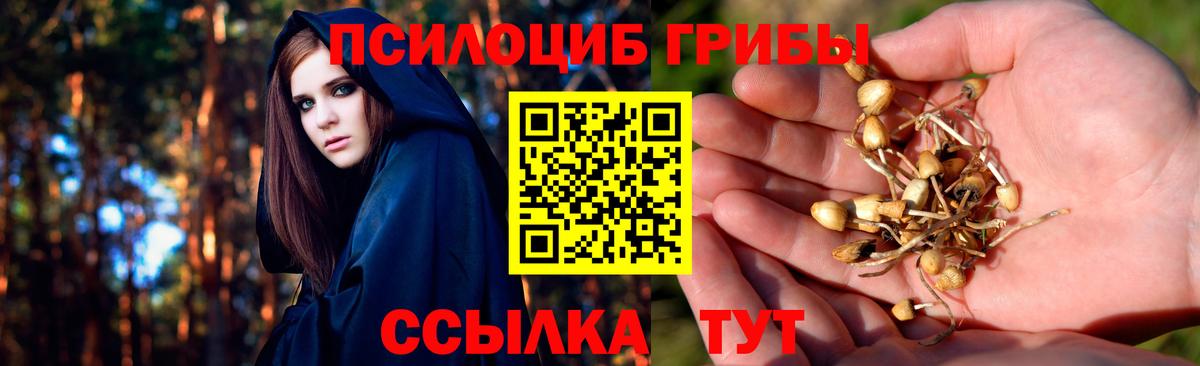 Псилоцибиновые грибы Psilocybe Фрязино